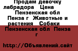 Продам девочку лабрадора › Цена ­ 10 000 - Пензенская обл., Пенза г. Животные и растения » Собаки   . Пензенская обл.,Пенза г.